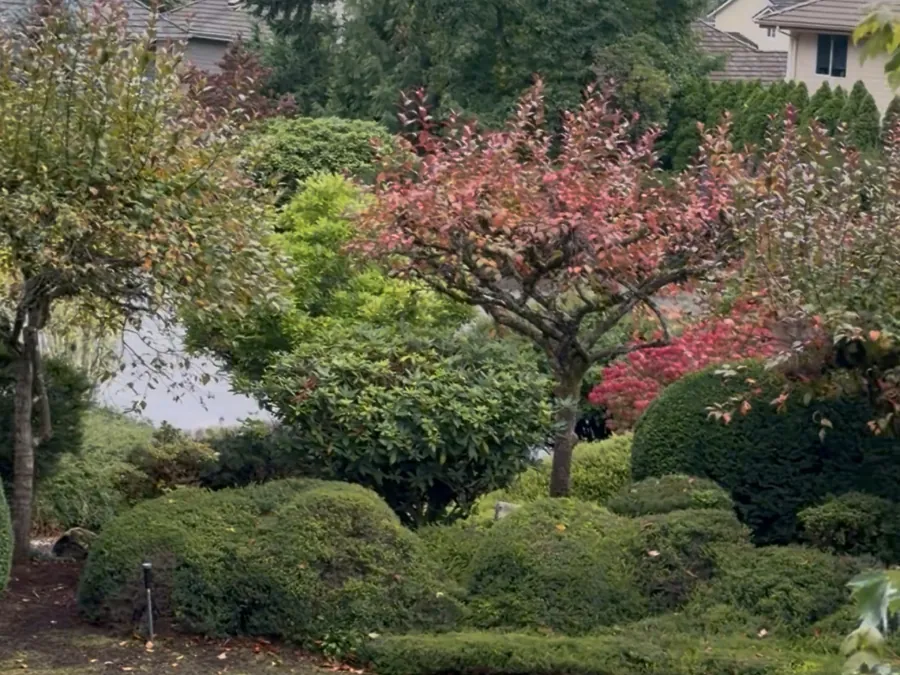 The garden with a clipped lawn, shaped shrubs and a red Japanese maple